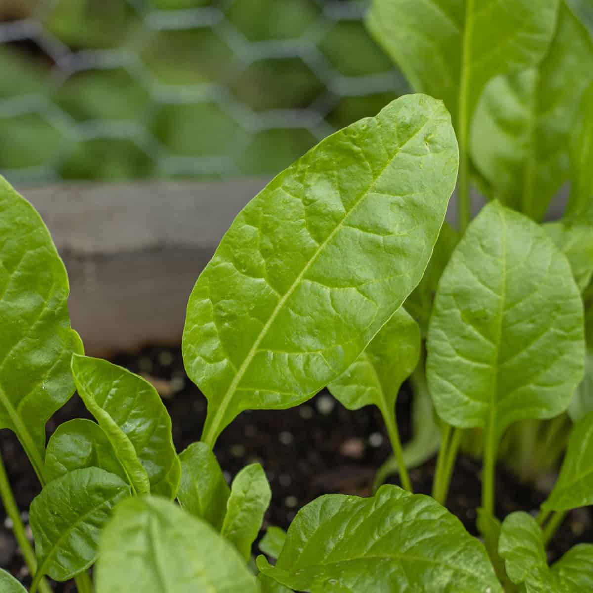 Sea beet growing in a garden 