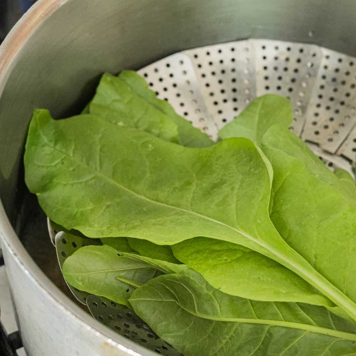 Steaming sea beet in a pan 