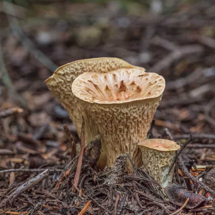 White Chanterelles in Minnesota
