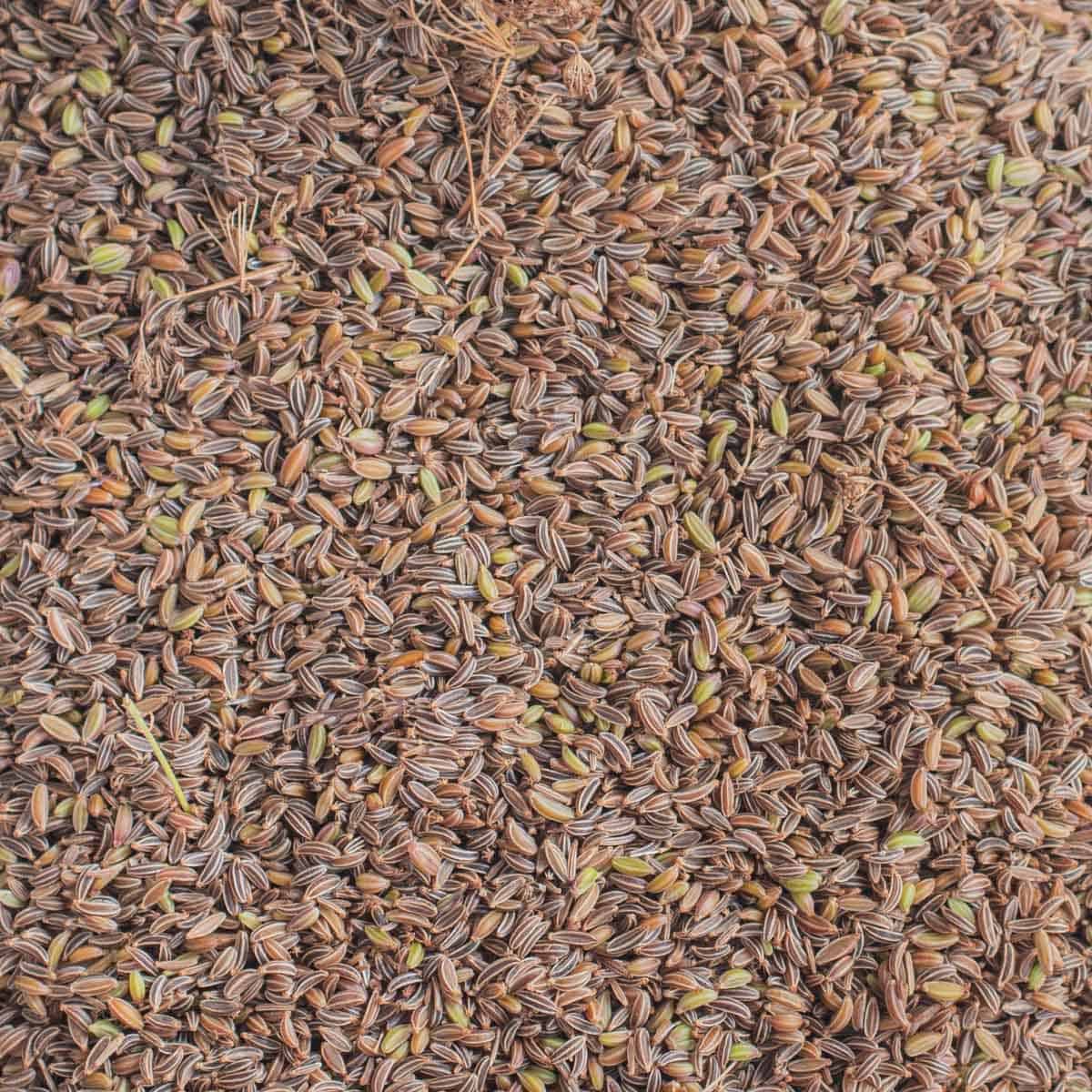 close up of wild caraway seeds 