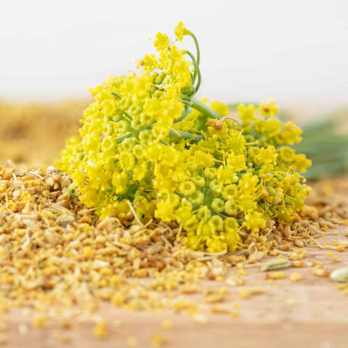 wild fennel pollen