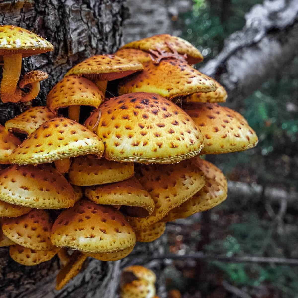 Wild Pholiota