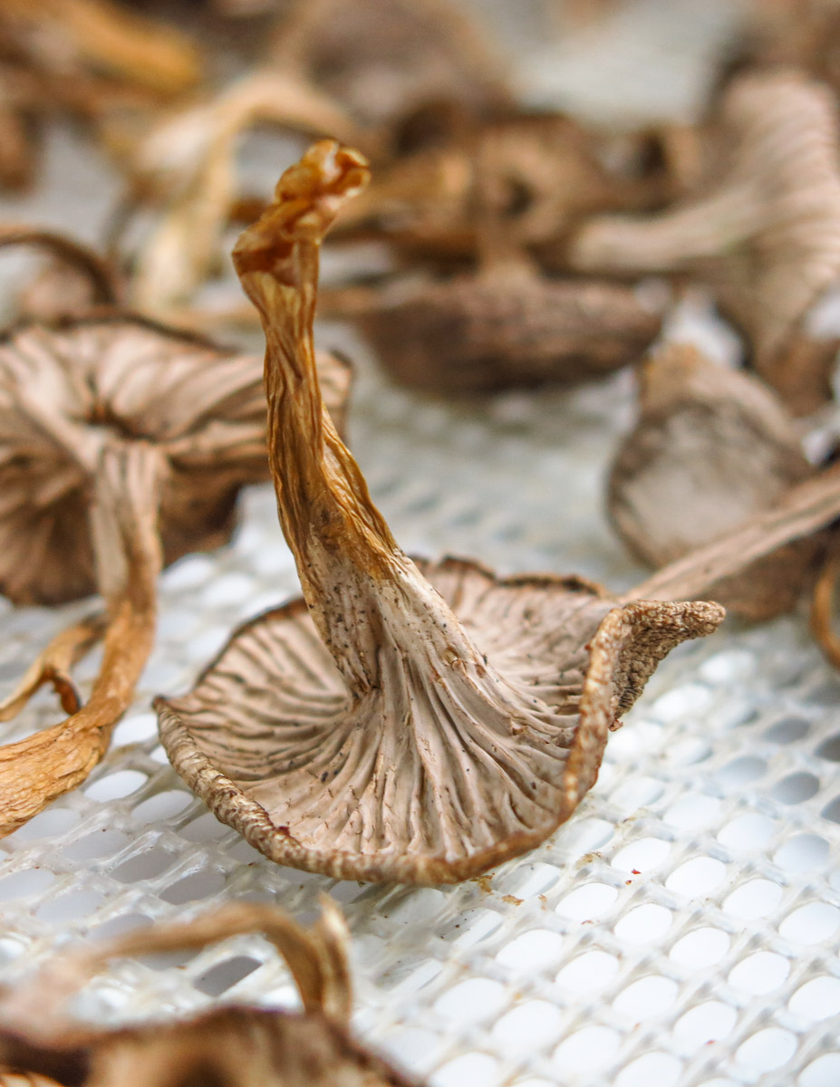 dried winter chanterelles 