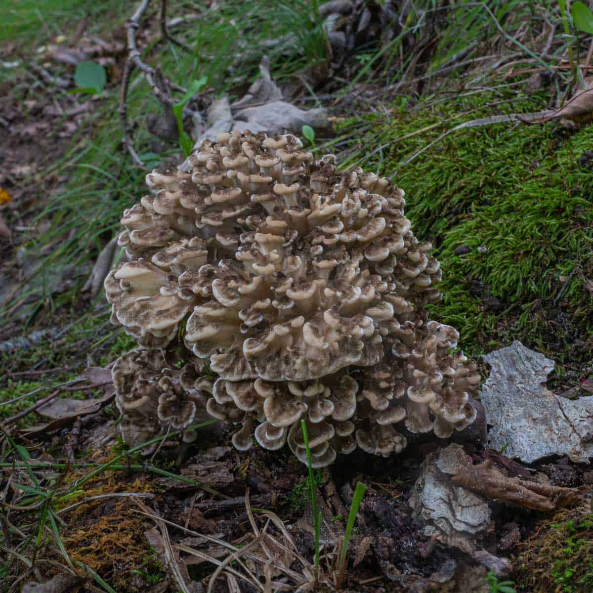 A very young hen of the woods growing at the base of a maple tree.