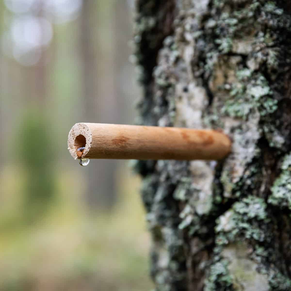 How to collect birch sap and what to use it for