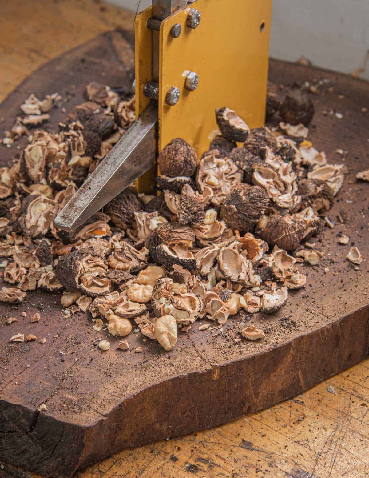 Cracking black walnuts with a large nut cracker.