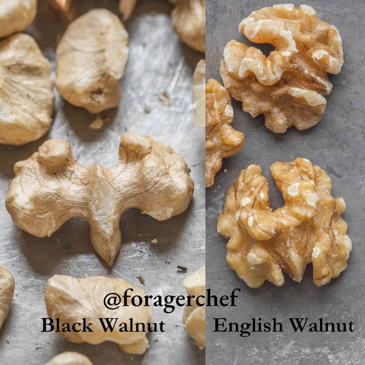 a picture comparing black walnuts vs English walnuts 