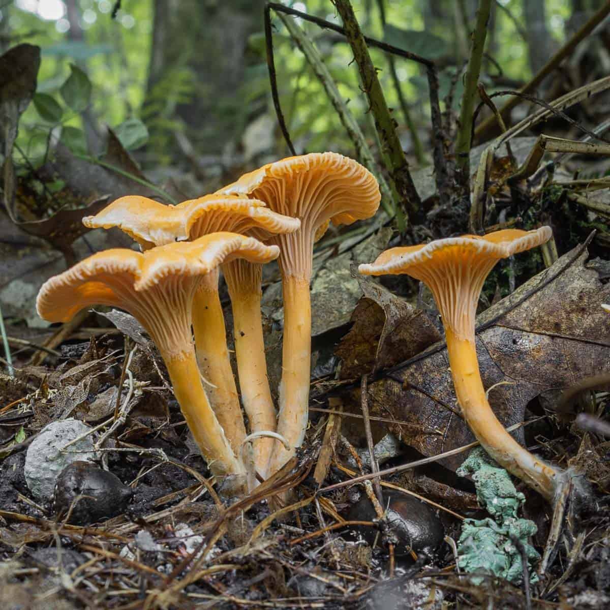 Cantharellus Spectaculus 3 Chanterelle Mushrooms