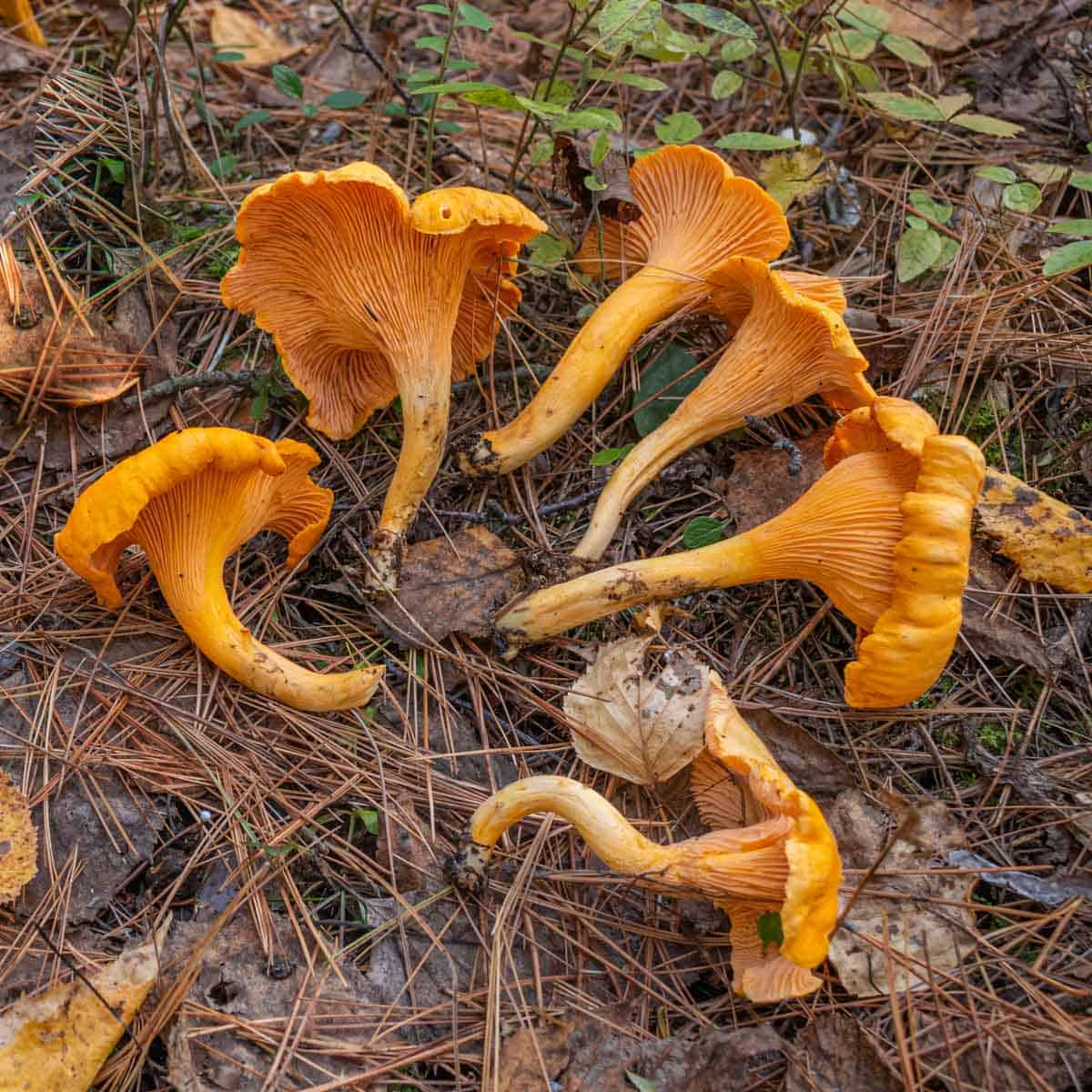 Newfoundland chanterelles laid out in the woods for identification. 