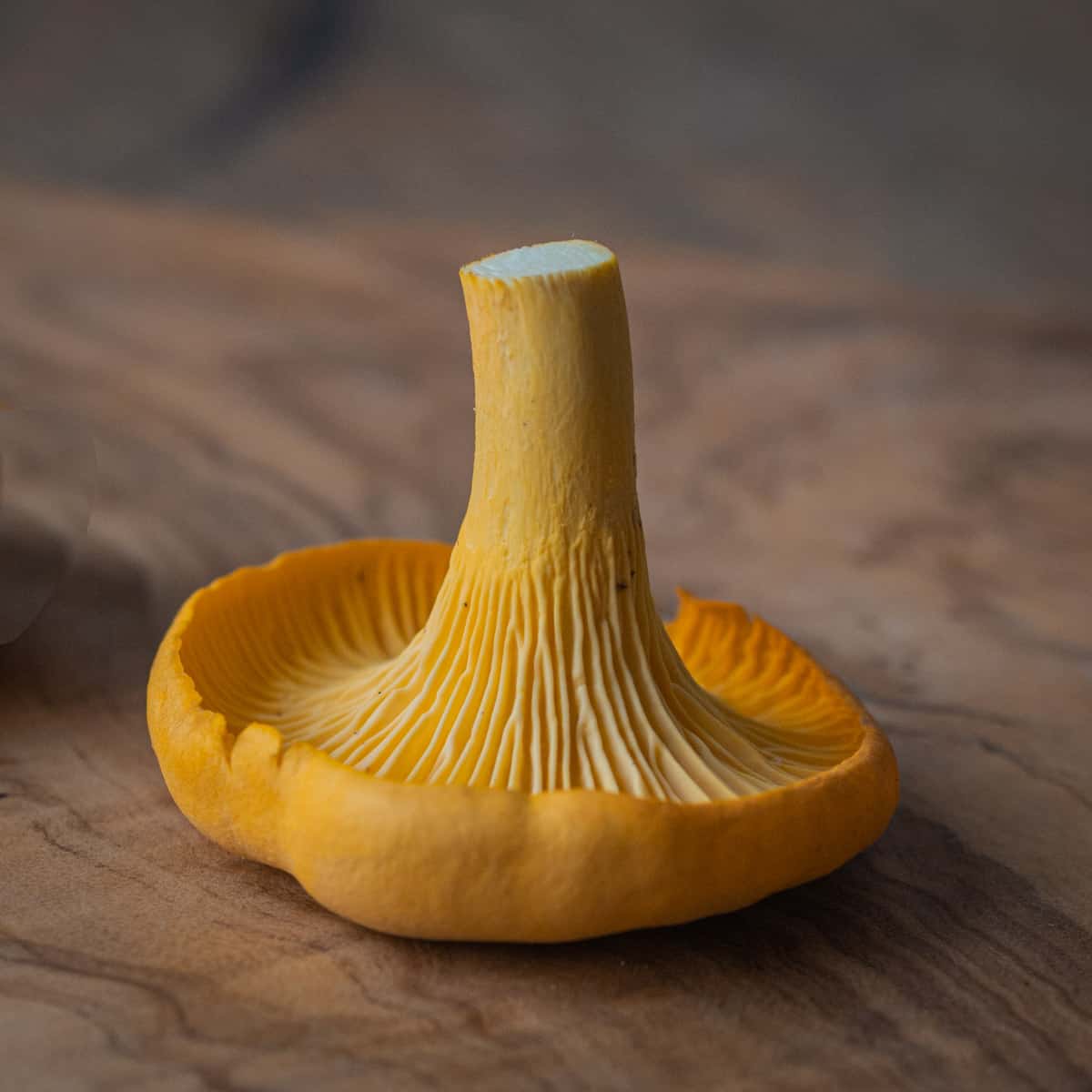 A close up of a small orange mushroom  upside down on a wood table. 