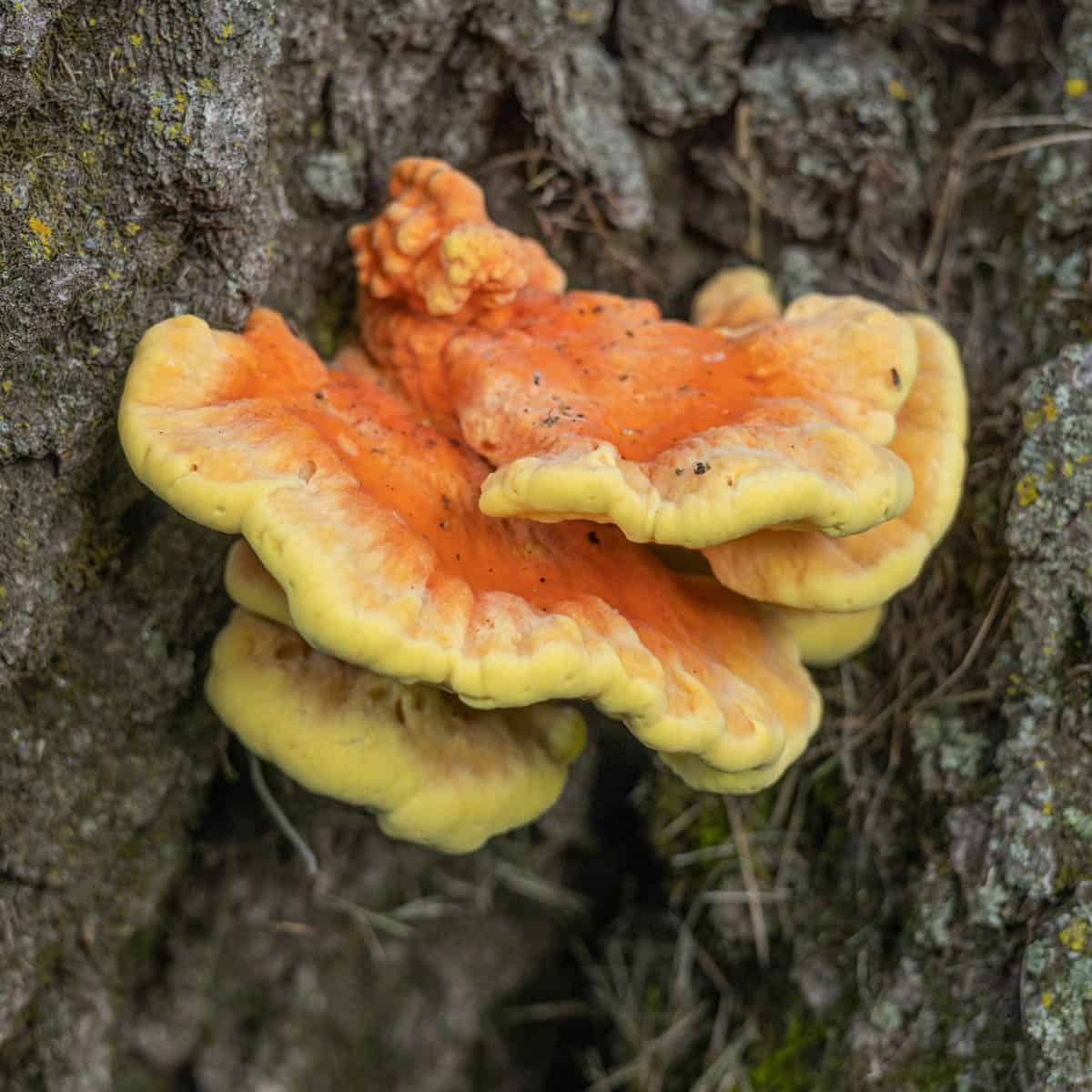 A close up of a yellow and orange mushroom growing on a tree.