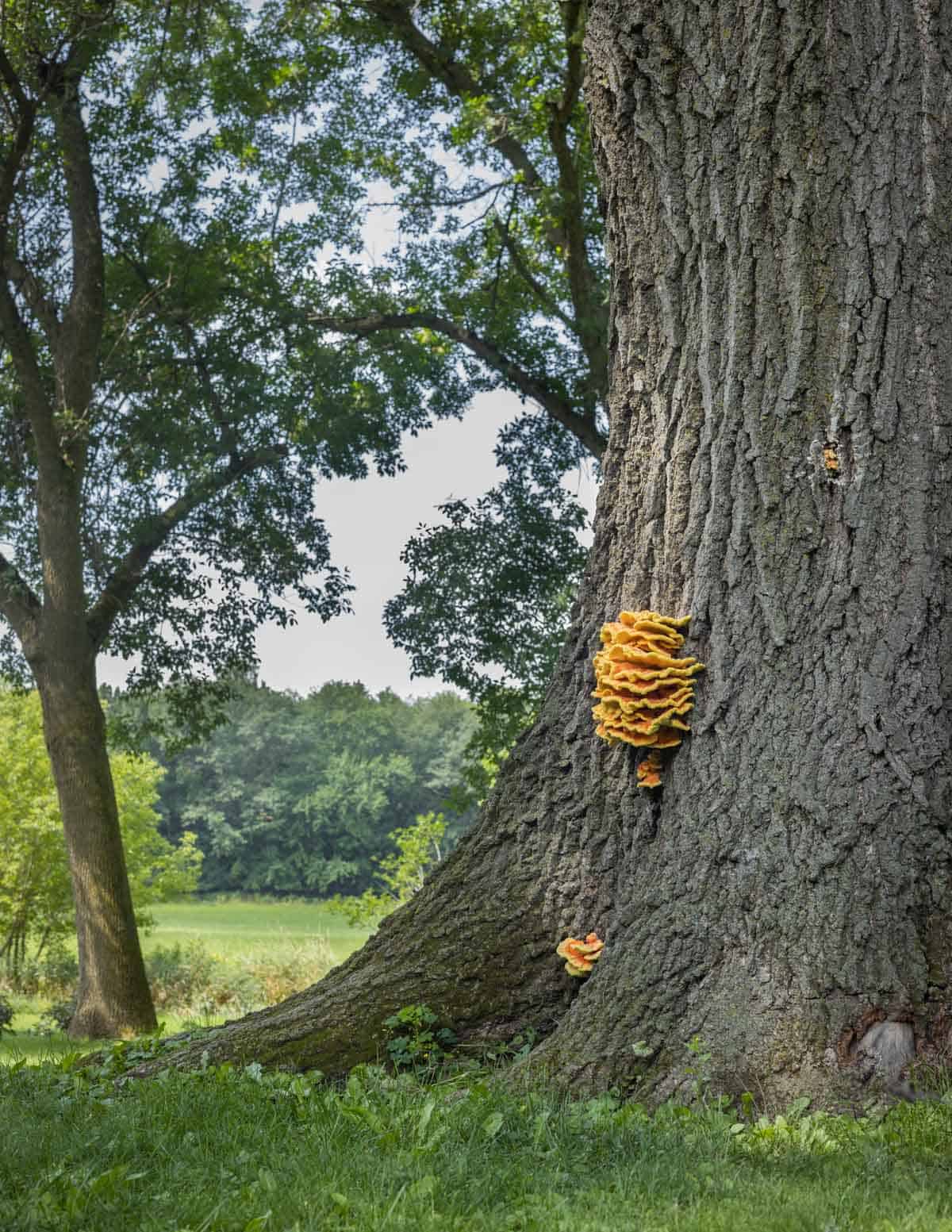 An old oak tree with orange mushrooms growing out of the side.