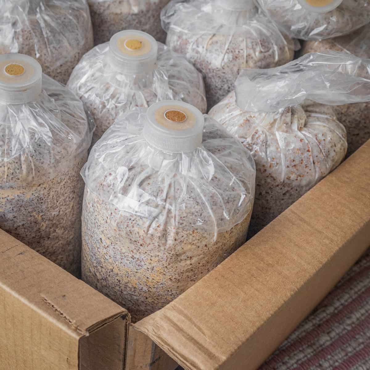 bags of mushroom spawn in a cardboard box.
