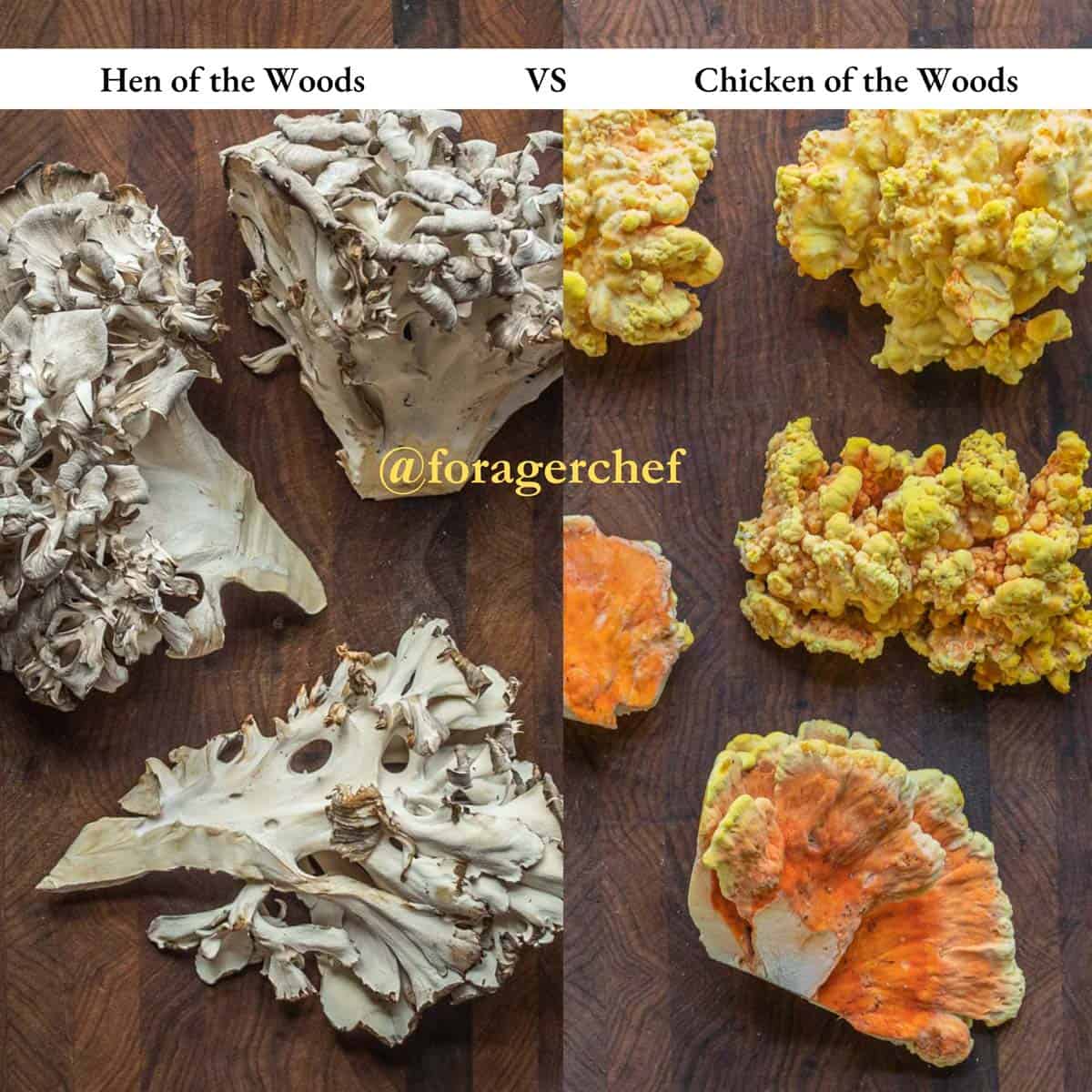 A picture with text overlay showing chicken of the woods side by side with hen of the woods.
