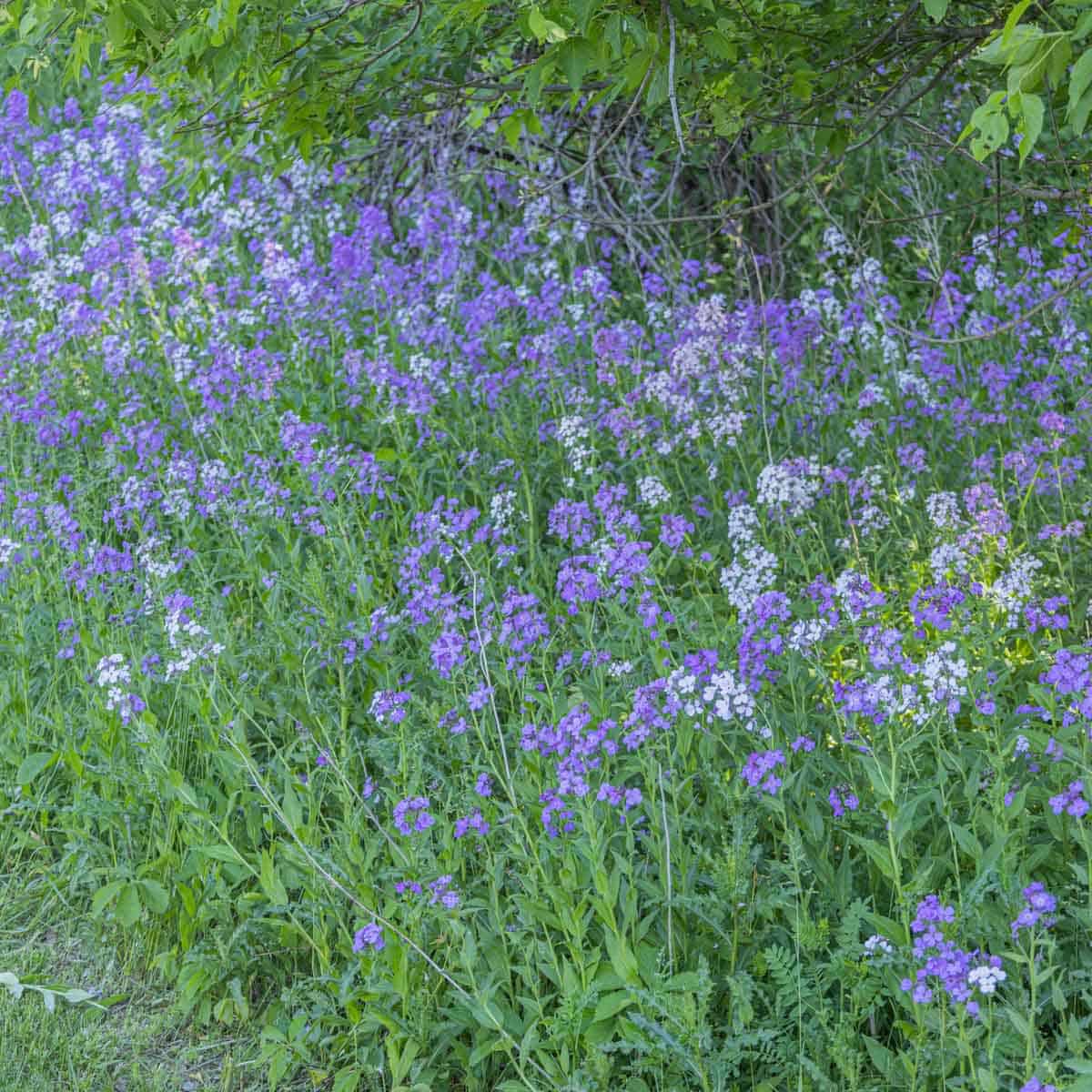 A large colony of white and purple H. matronalis or dames rocket flowers. 