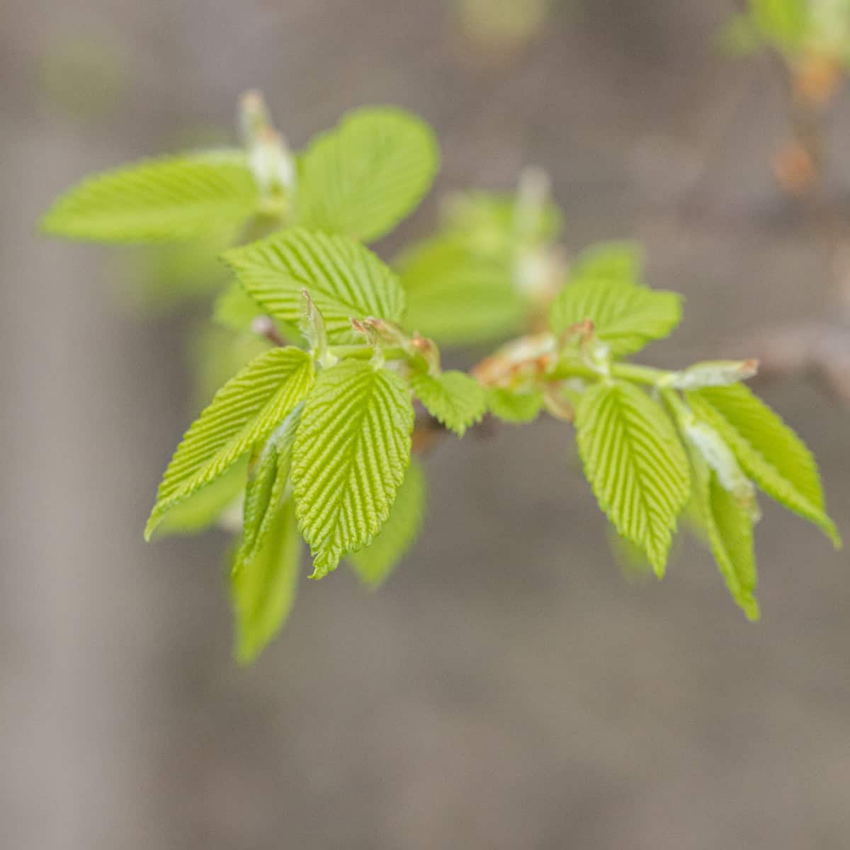 Elm leaves