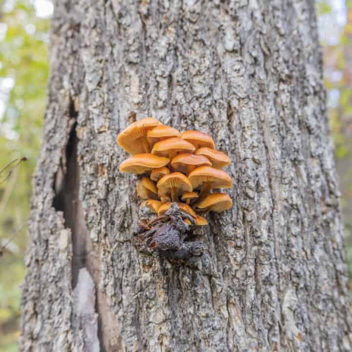 Common Mushrooms That Grow on Trees Forager Chef