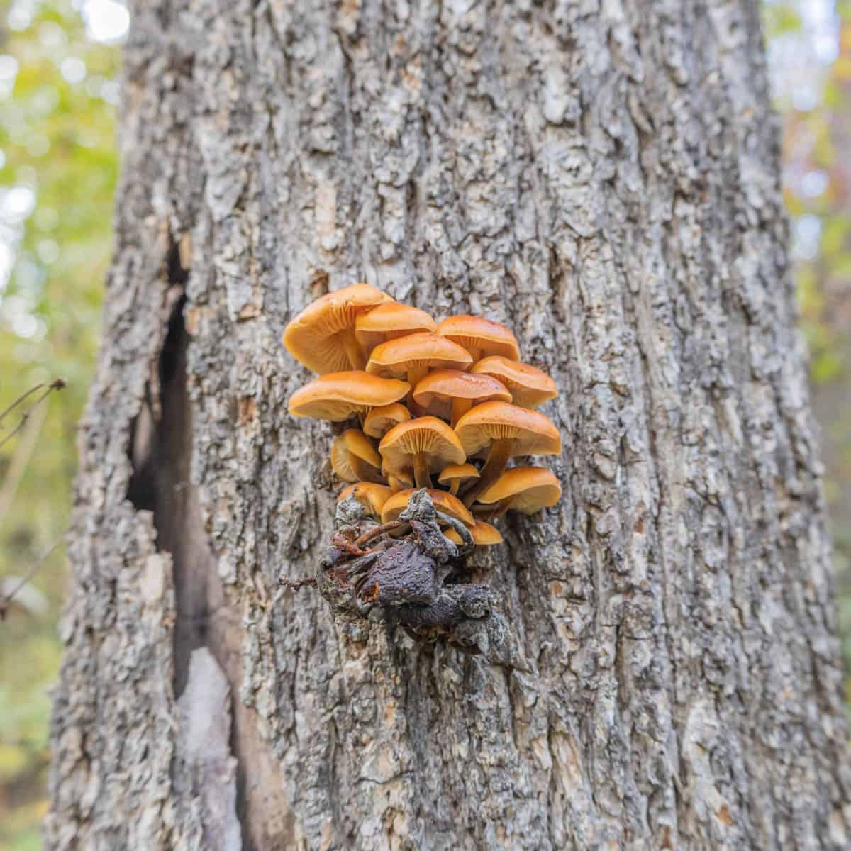 Wild enokitake growing on an elm tree.