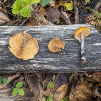 Galerina marginata mushrooms on a log.