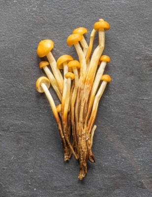 cultivated enokitake mushrooms or golden needle mushrooms.