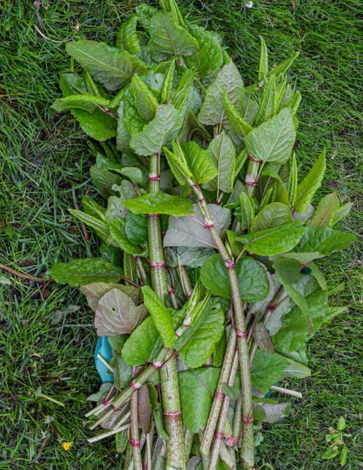 Japanese Knotweed Hunting, Harvesting, Cooking and Recipes