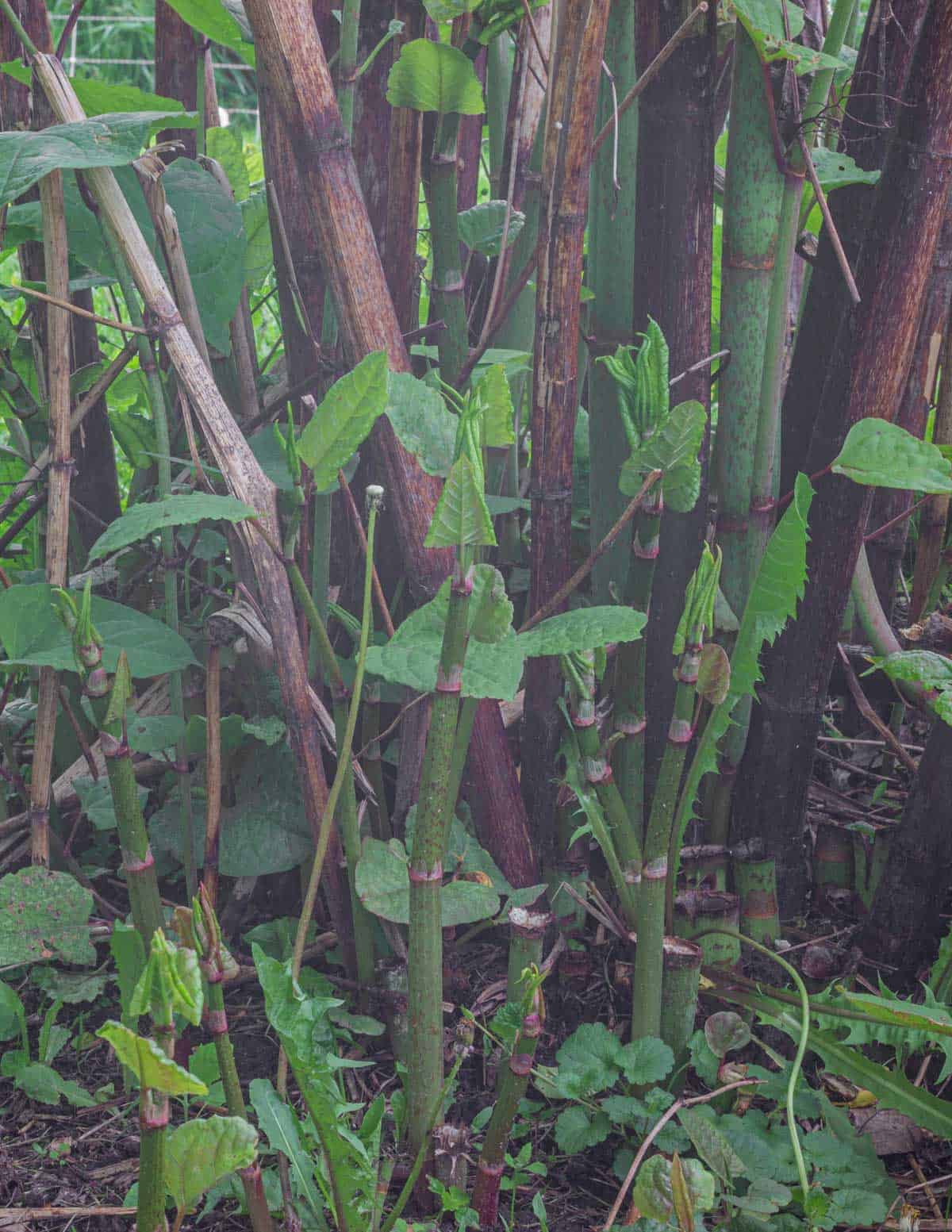 Japanese Knotweed Hunting, Harvesting, Cooking and Recipes