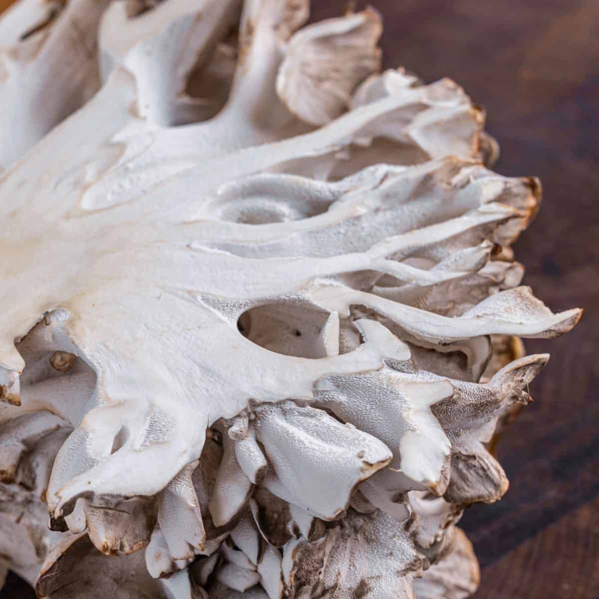 A close up shot of the white inside of a mushroom showing its shape.