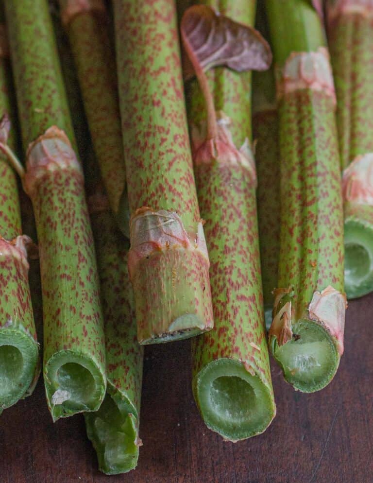 Japanese Knotweed Hunting, Harvesting, Cooking and Recipes