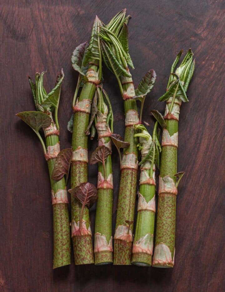 Japanese Knotweed Hunting, Harvesting, Cooking and Recipes