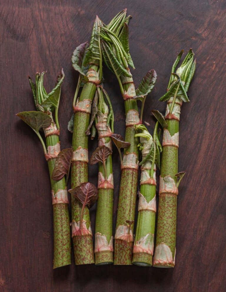Japanese Knotweed: Hunting, Harvesting, Cooking and Recipes