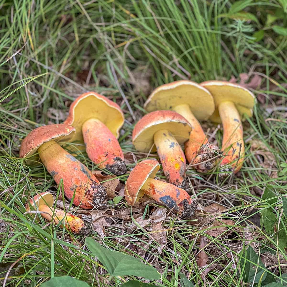 Pink and yellow bolete mushrooms in grass laid out for identification