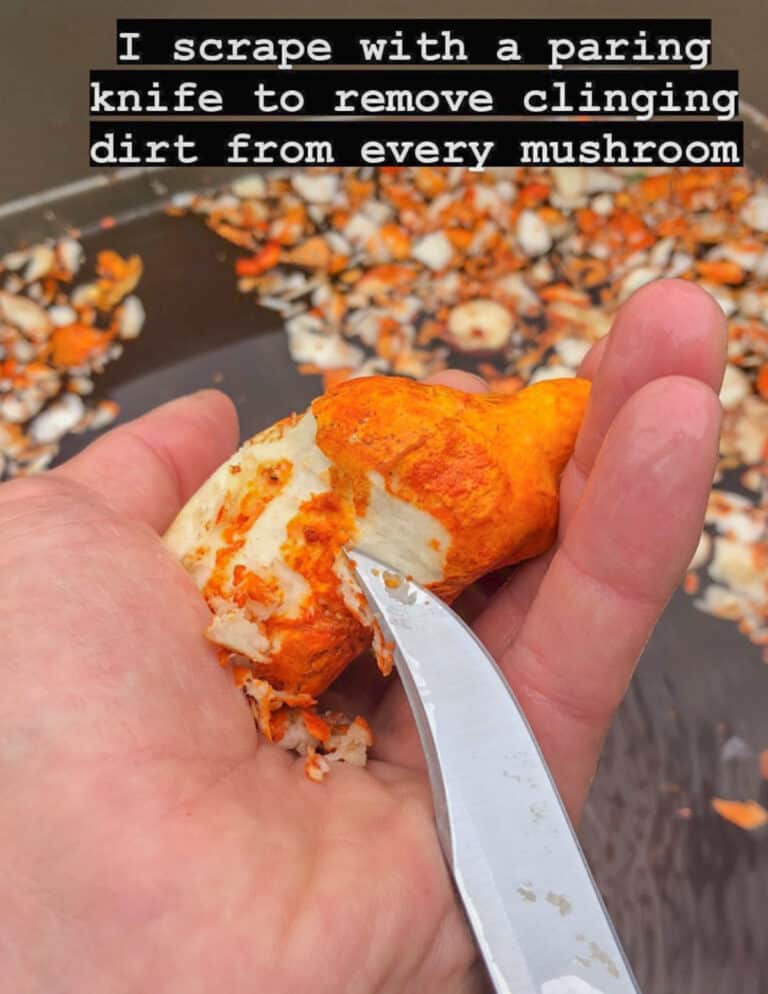 Lobster Mushrooms Harvesting, Cooking and Recipes
