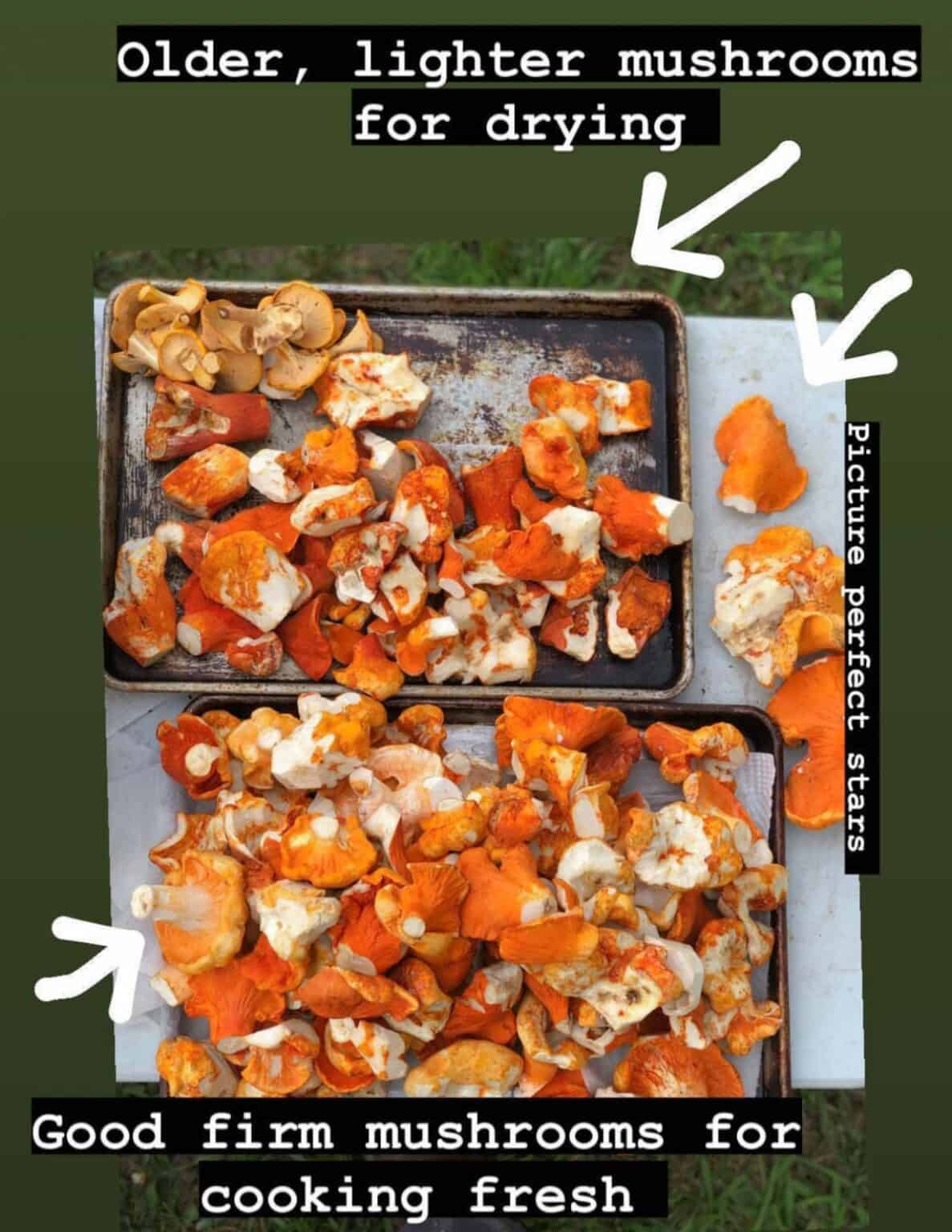 Lobster Mushrooms Harvesting, Cooking and Recipes