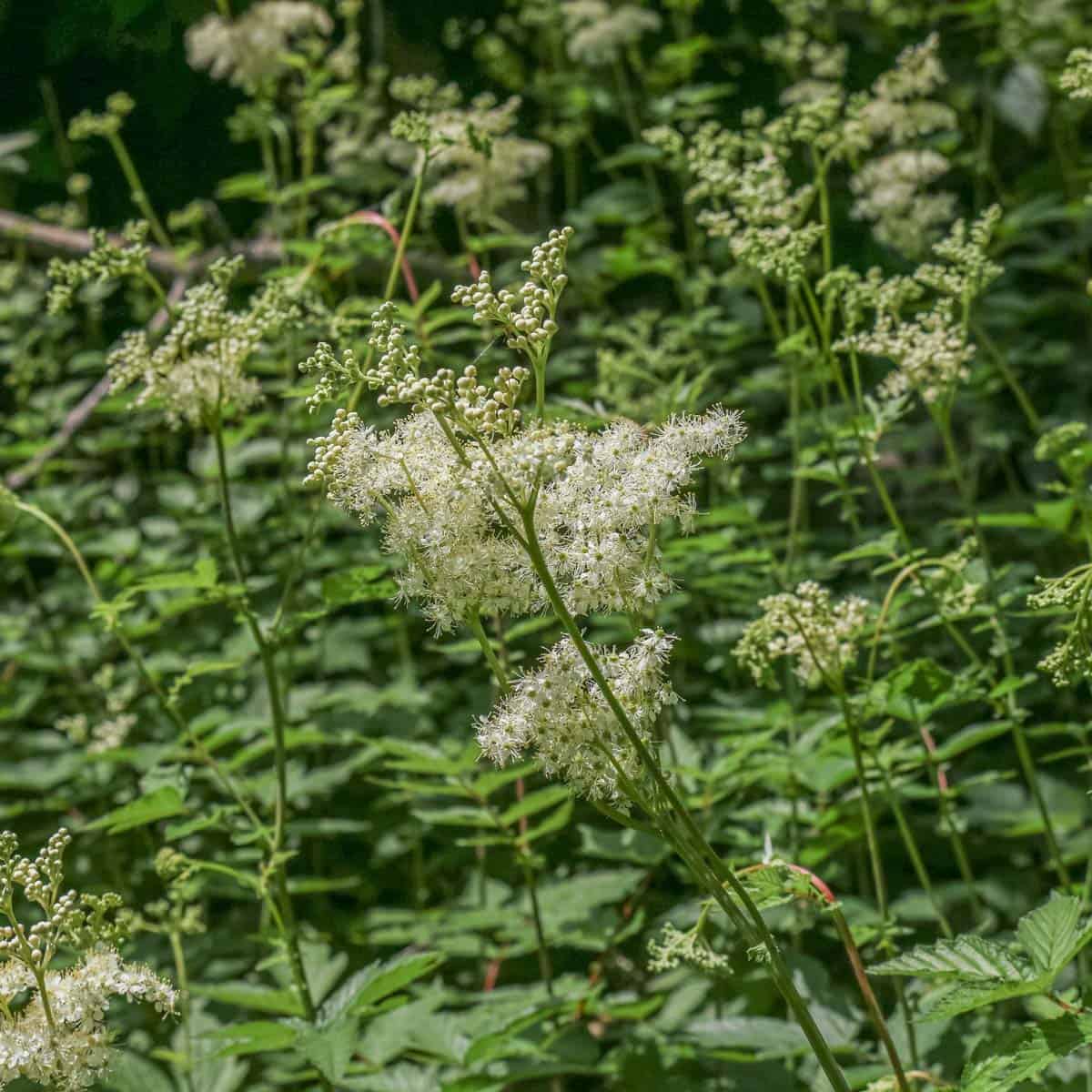 a field of meadowsweet flowers 