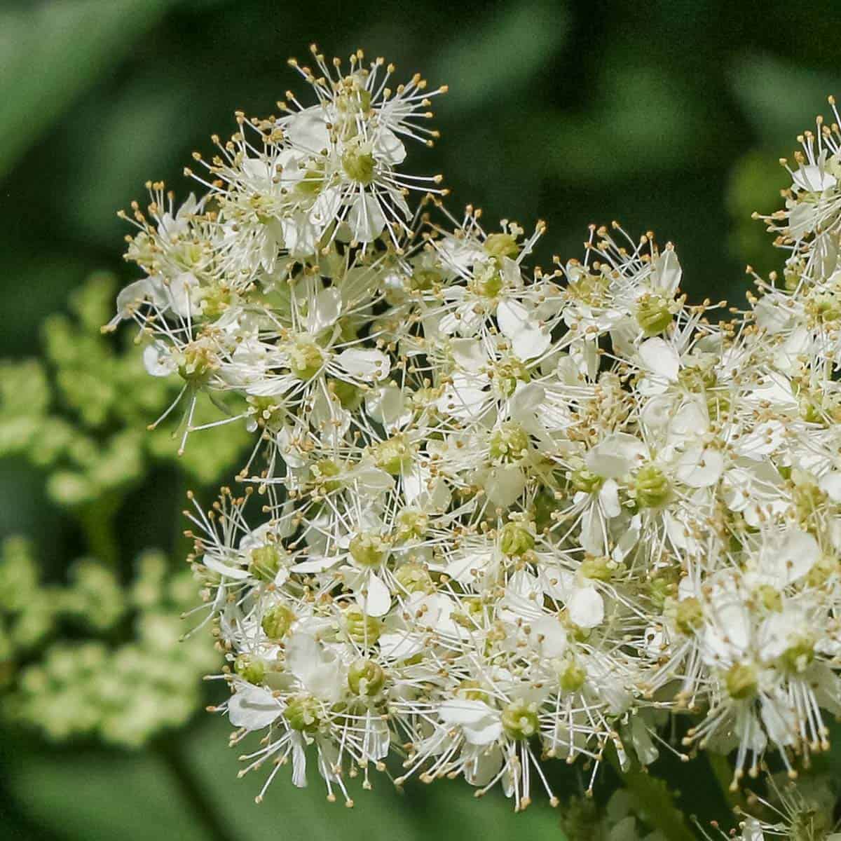 White Flowers - White flowers used for tree identification