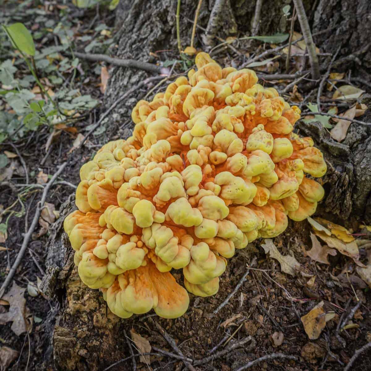 A young orange mushroom growing on a log.