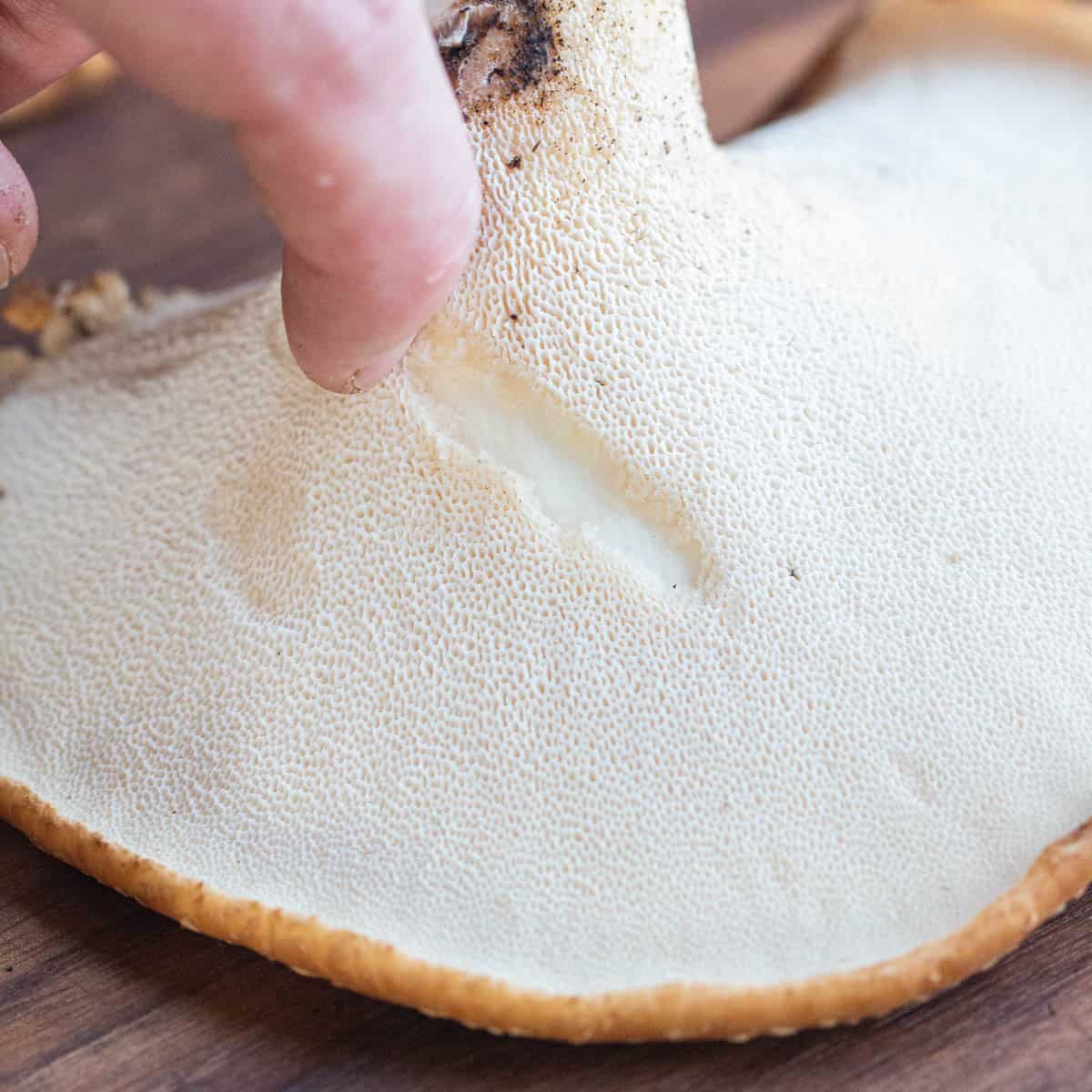 scraping pores off a mushroom with a fingernail