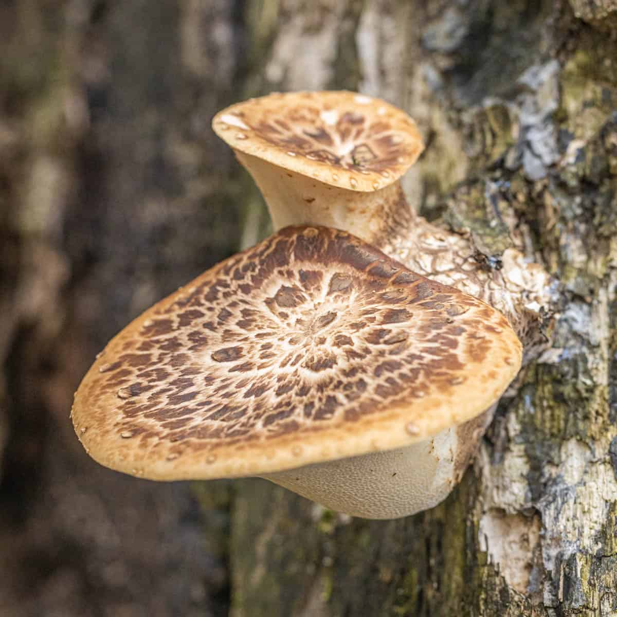 young pheasant back mushrooms on a box elder tree