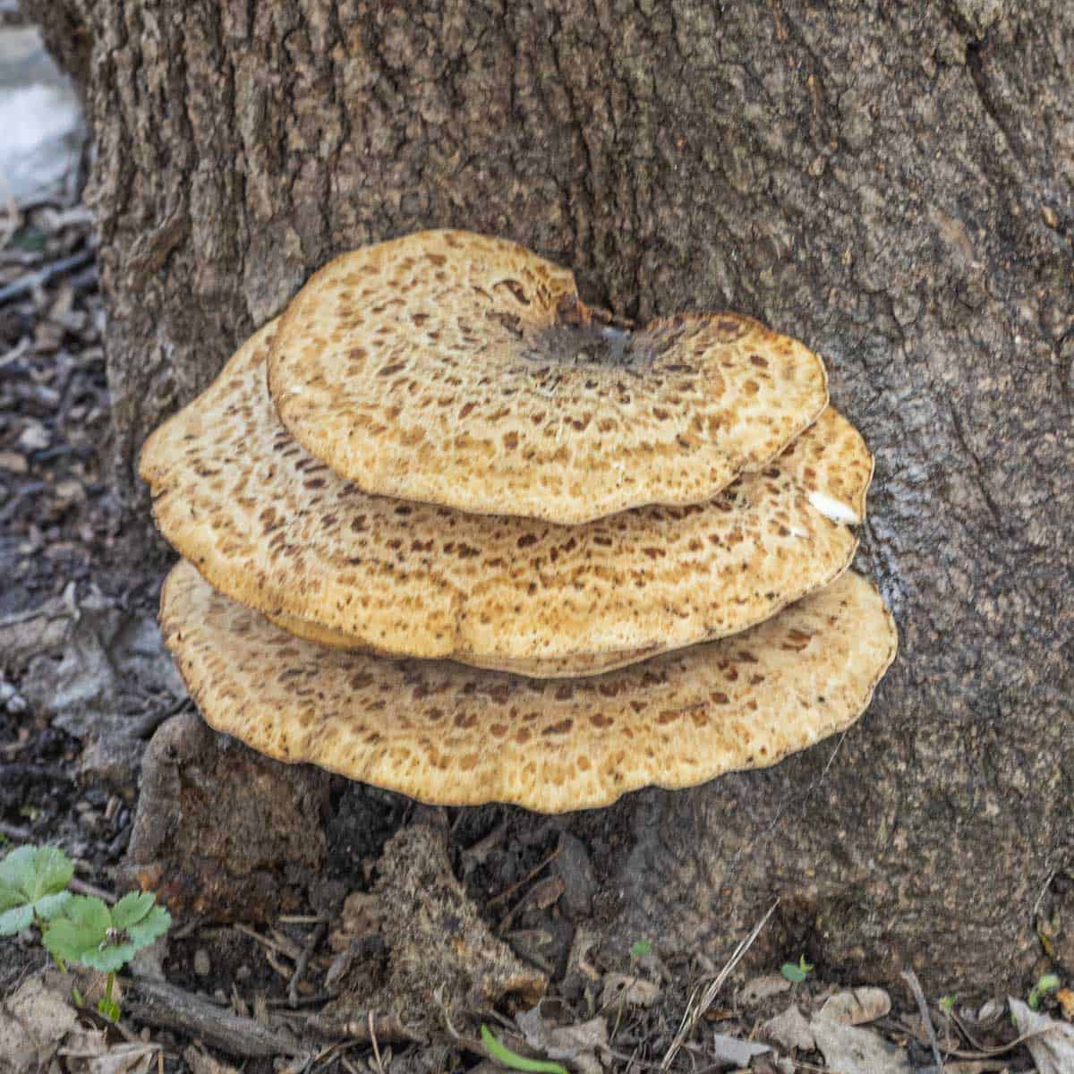 older pheasant back mushrooms showing white spores