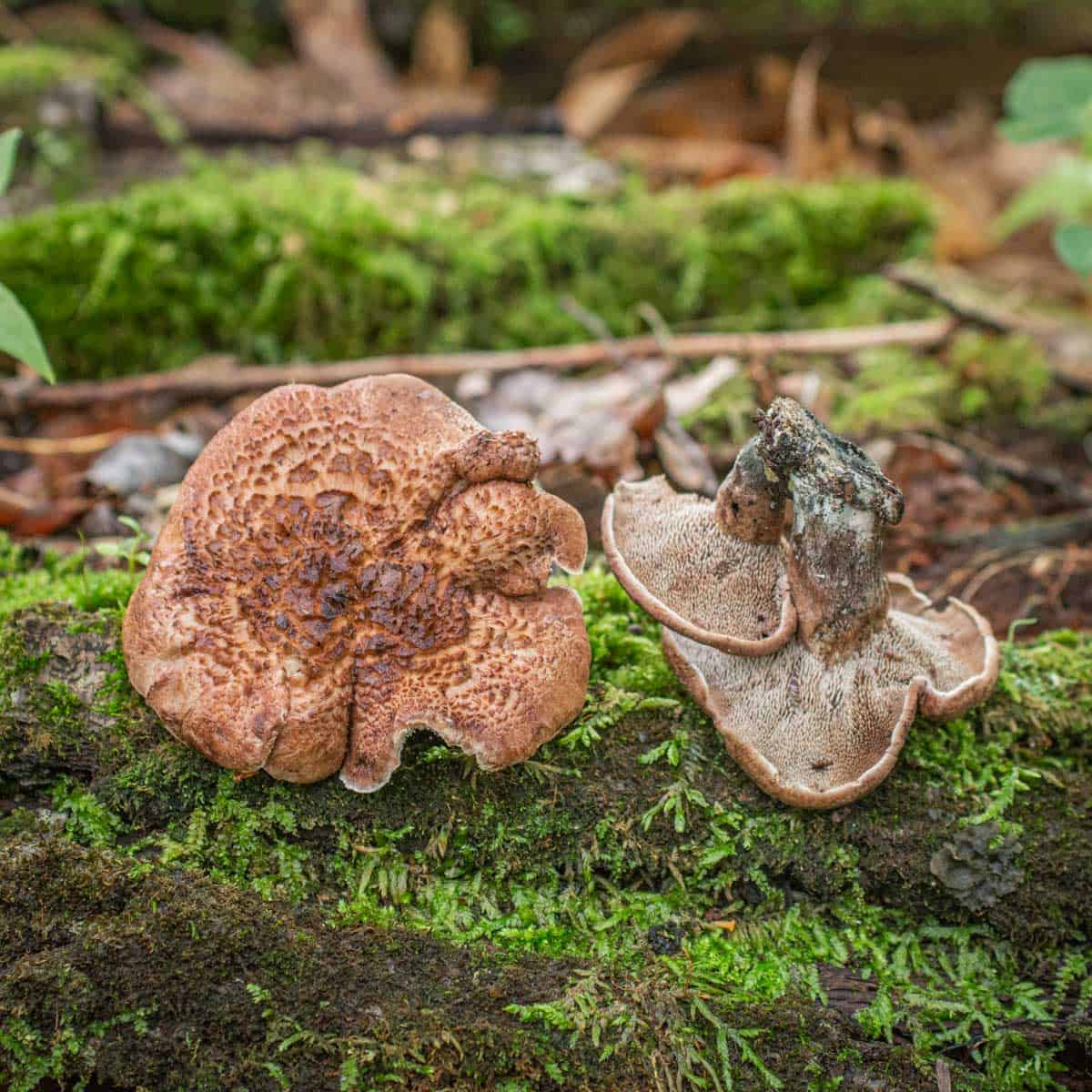Two brown mushrooms on a log.