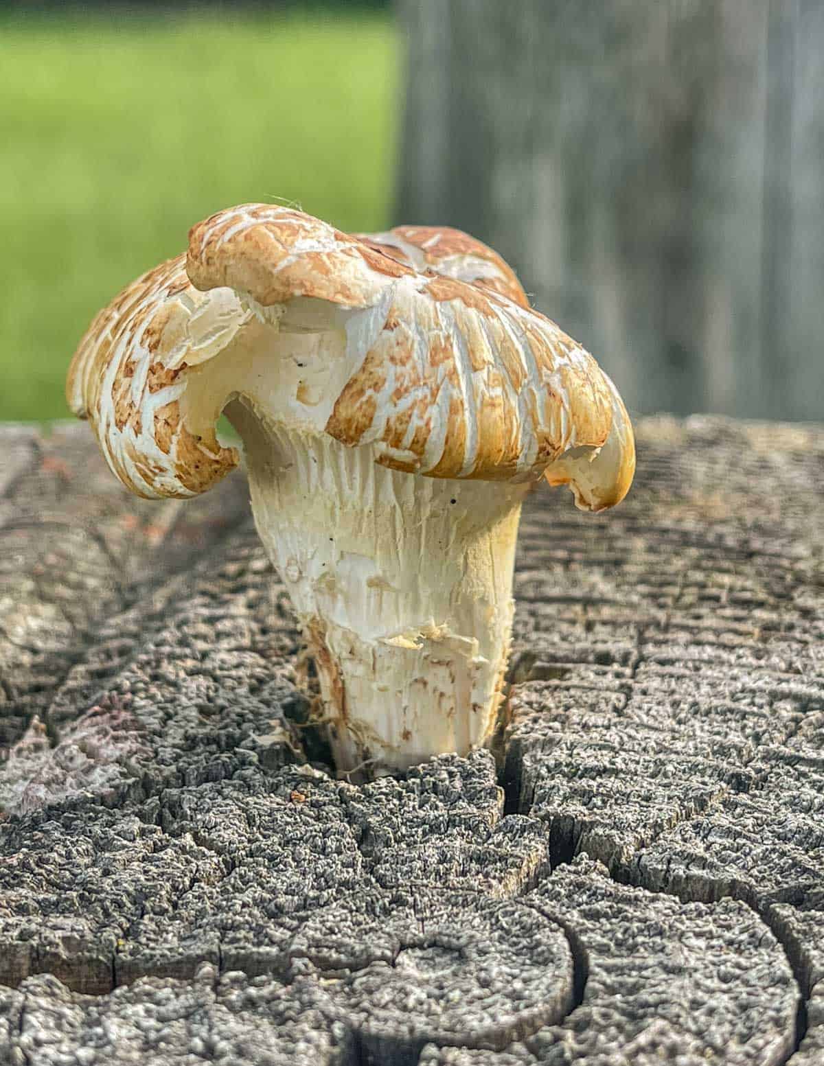 mushroom growing from a red pine stump.
