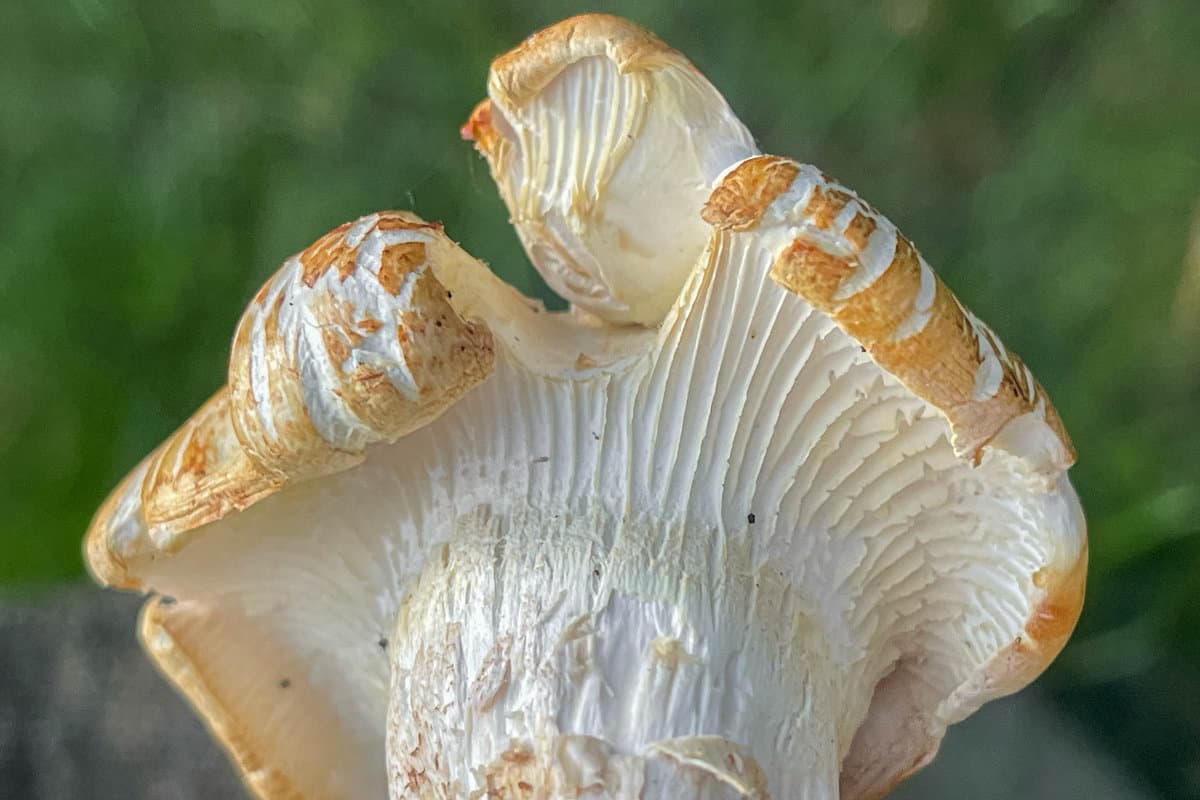 Close up of the gills on a young mushroom.