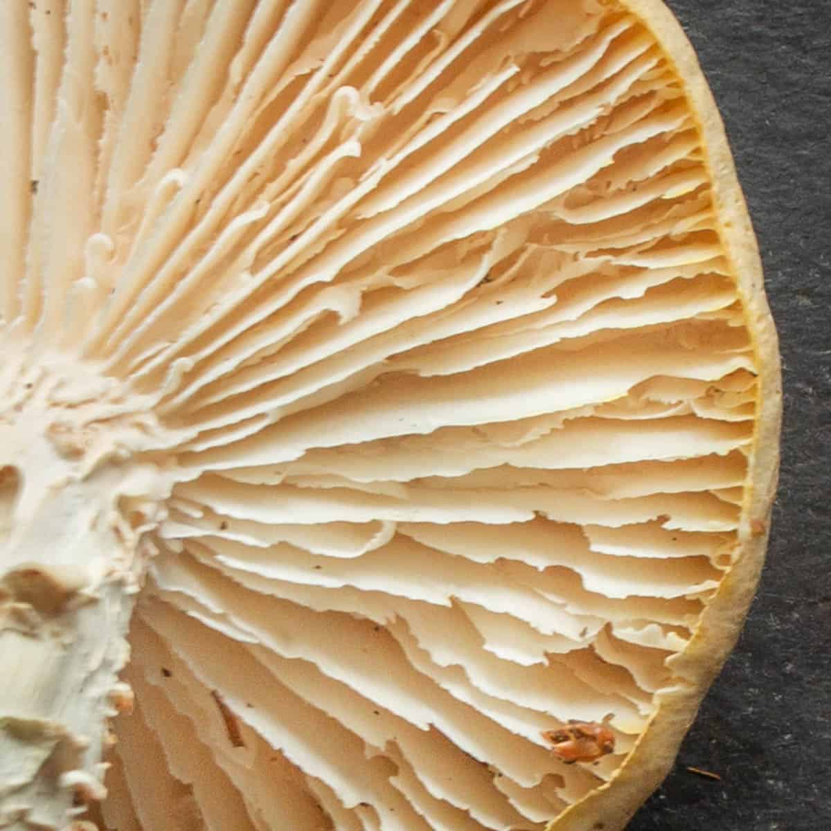 close of the serrated gills on a mushroom