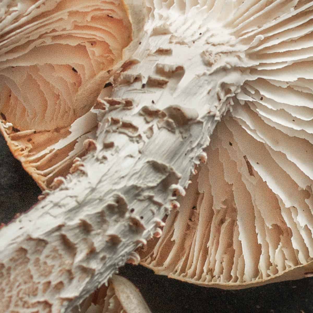close up of the scales on a mushroom stem.