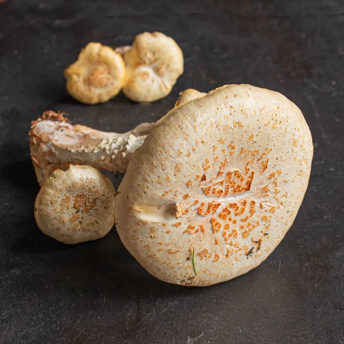 Close up of white mushrooms with brown scales on the cap