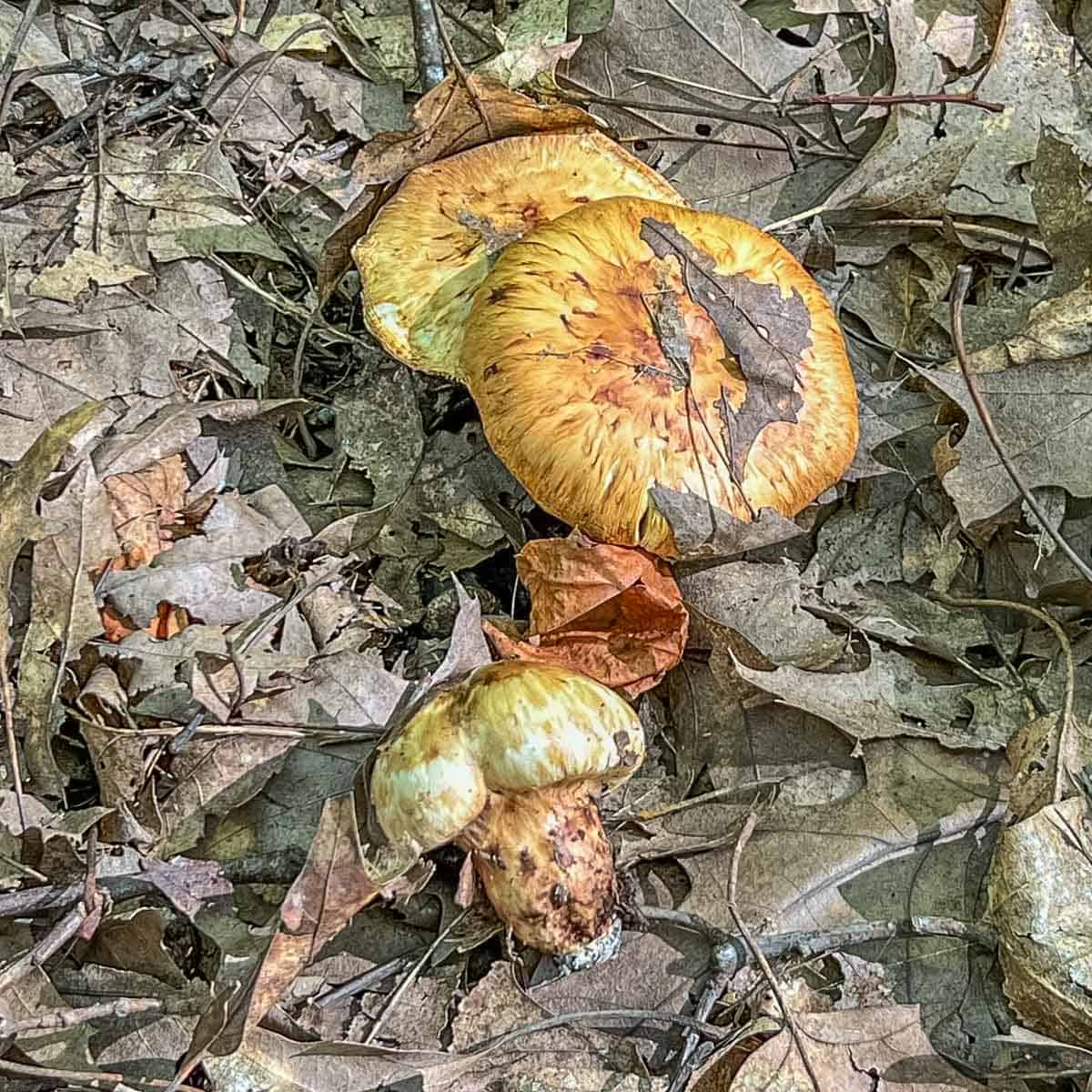 Tricholoma caligatum young and old mushrooms