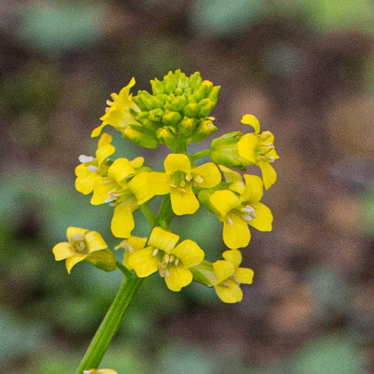 barbarea vulgaris flowers 