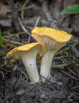 Mature mushrooms with yellow caps and white stems in the woods.
