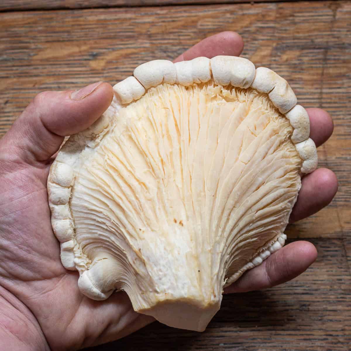 A large abalone mushroom in a hand for scale. 