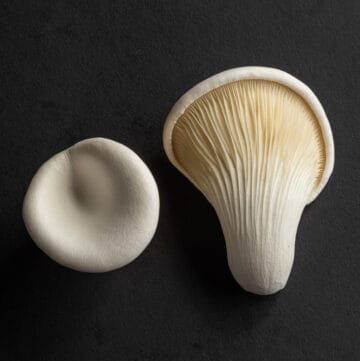Abalone mushrooms (Pluerotus cystidiosus) on a black background.